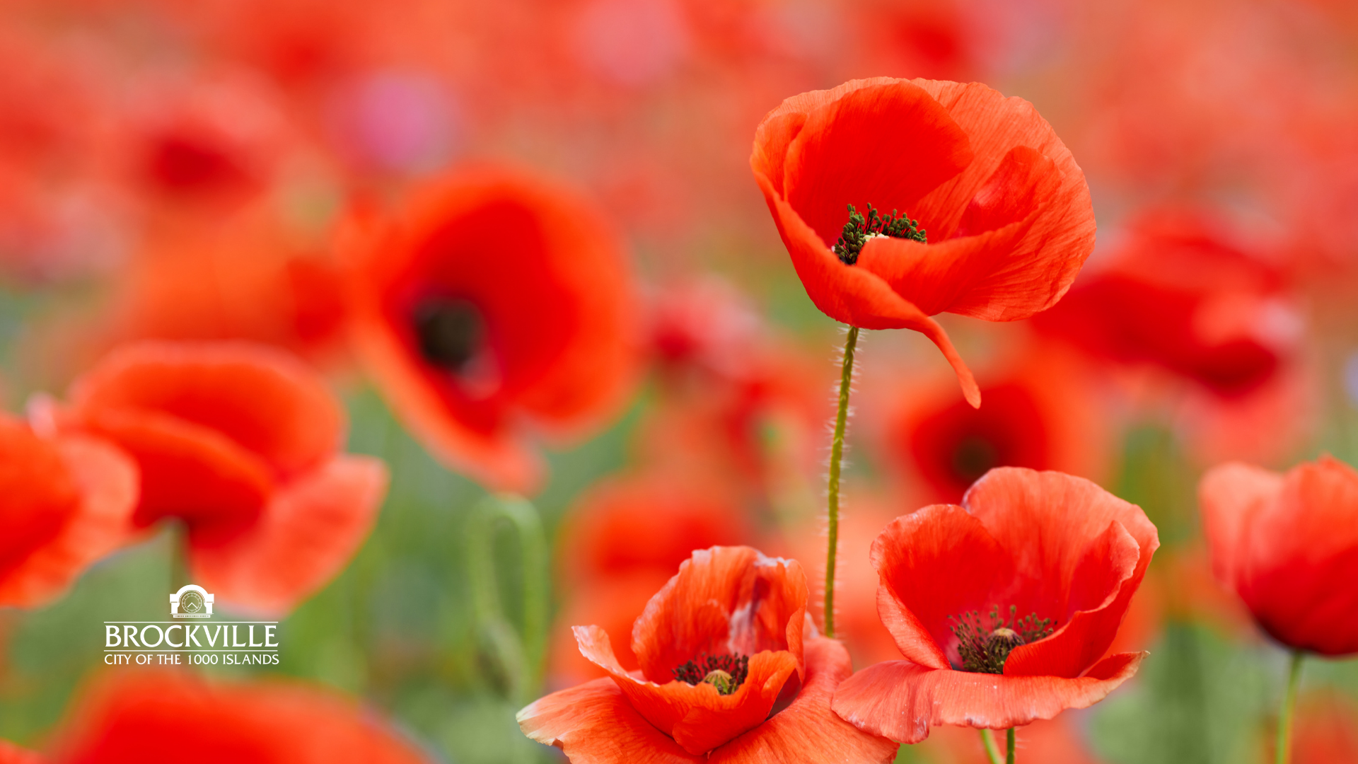 Remembrance Day Ceremony 2026